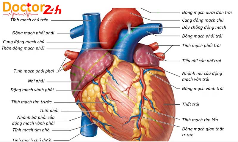 Tim hoạt động như thế nào và bơm máu qua cơ thể con người ra sao? 1 cau-tao-cua-tim