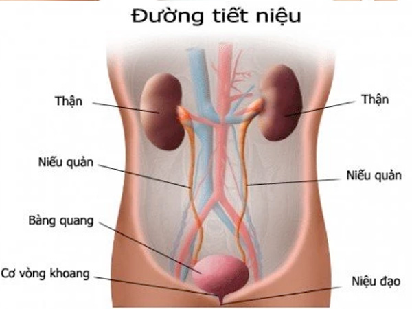 Ung thư niệu quản 1 cau-tao-nieu-quan