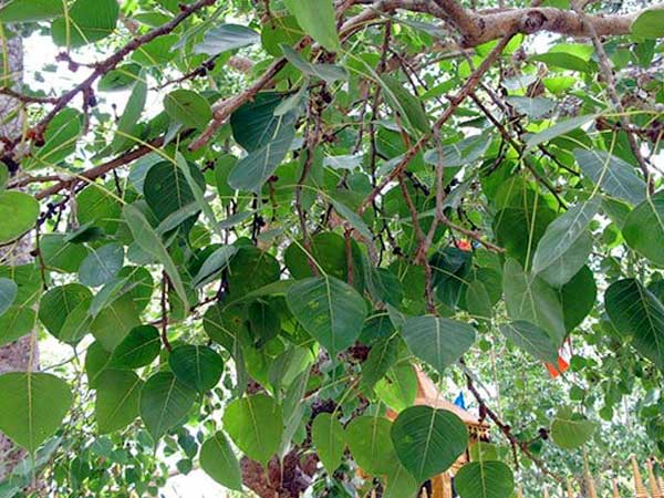 Bồ đề lá răng 1 cay-bo-de