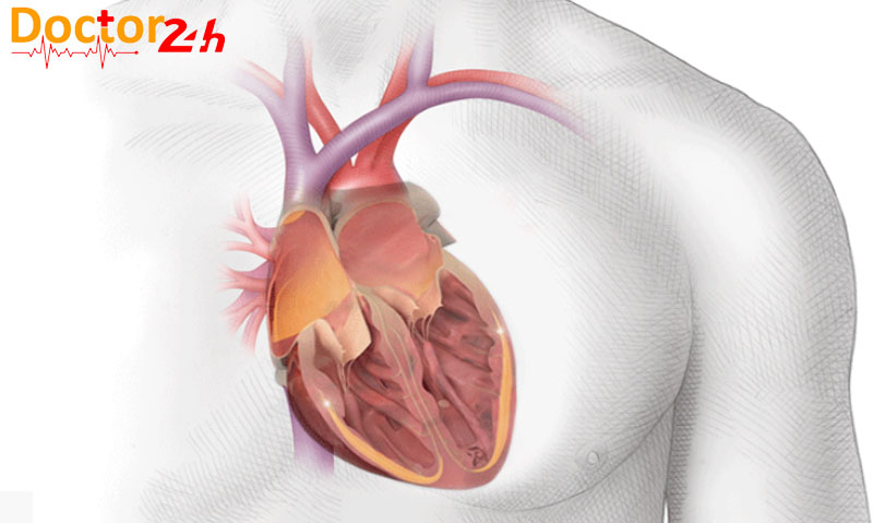 Tim hoạt động như thế nào và bơm máu qua cơ thể con người ra sao? 3 tim-hoat-dong-nhu-the-nao