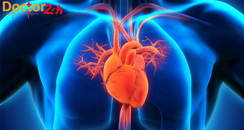 Tim hoạt động như thế nào và bơm máu qua cơ thể con người ra sao? 5 tim-hoat-dong