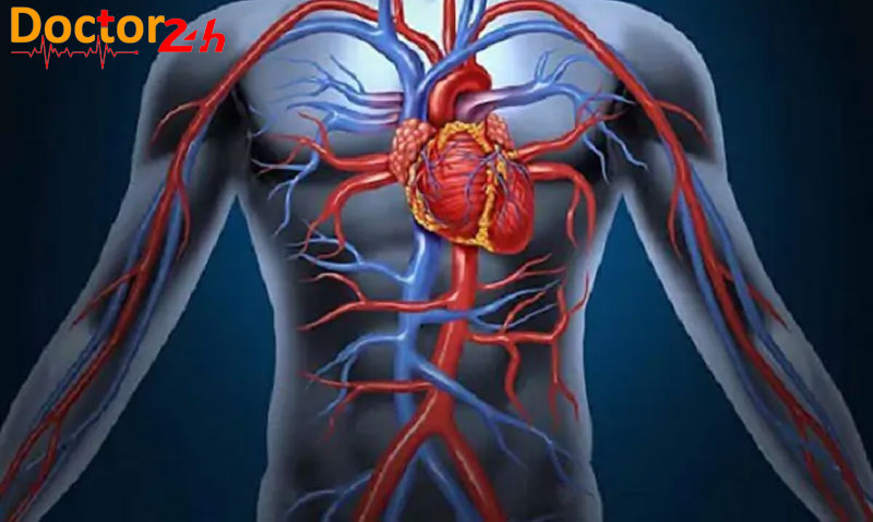 Tim hoạt động như thế nào và bơm máu qua cơ thể con người ra sao? 2 vi-tri-cua-tim