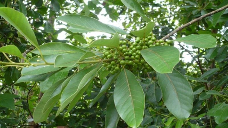 Cây bời lời là cây gì
