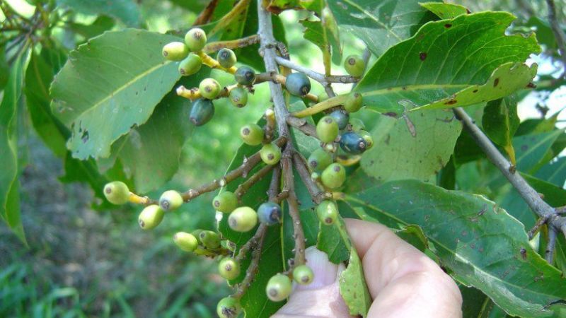 Cây bời lời là cây gì