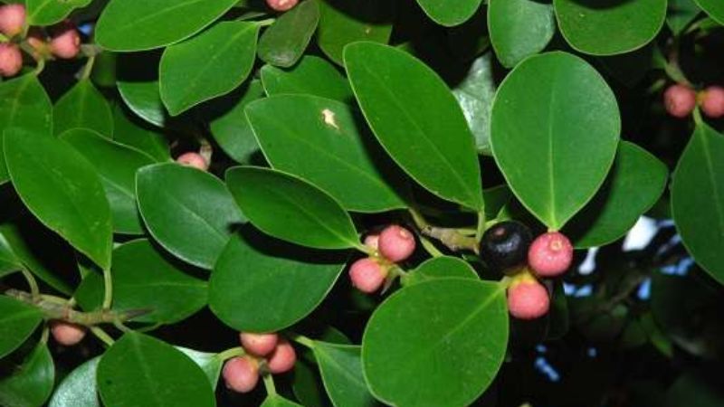 Cây gừa