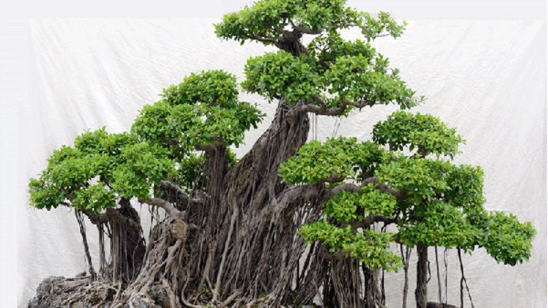 Cây gừa