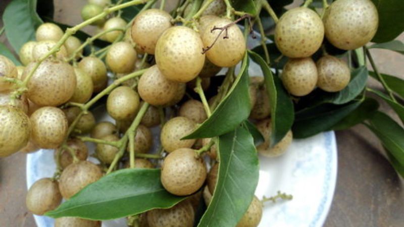 Cây mắc mật