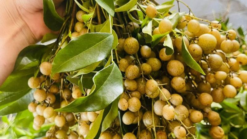 Cây mắc mật