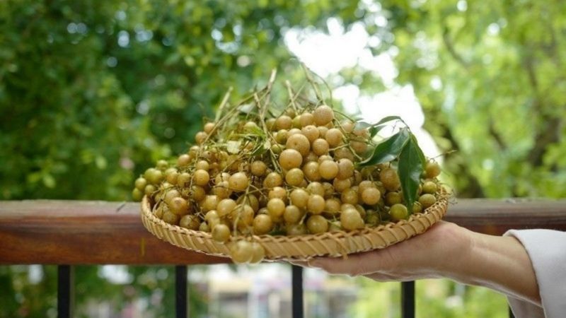 Cây mắc mật