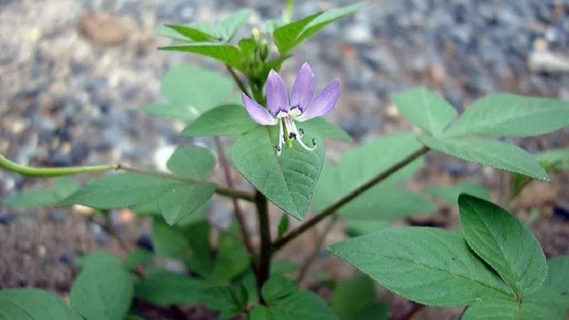 Cây mần ri có tác dụng gì