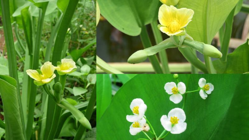 rau tai tượng có tác dụng gì