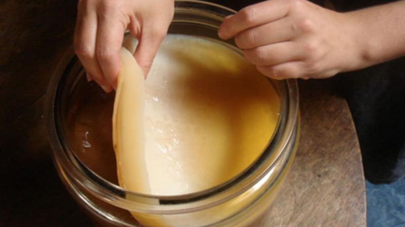 nuôi con giấm gạo