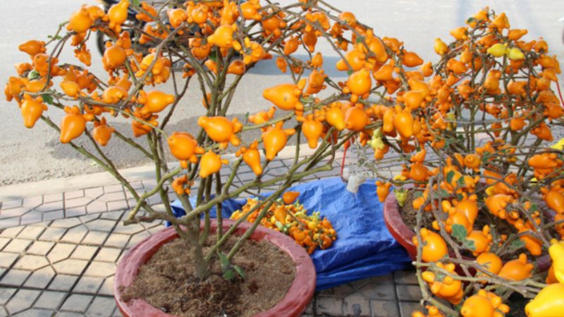 Quả dư thừa là quả gì? Có ăn được không?