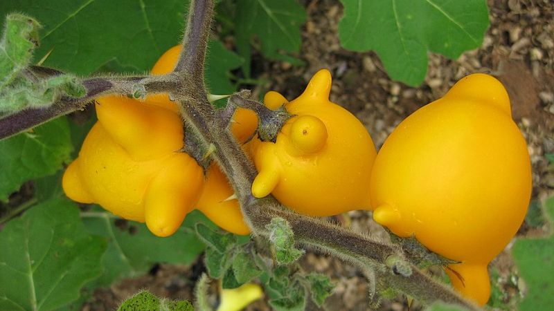 Quả dư thừa là quả gì? Có ăn được không?