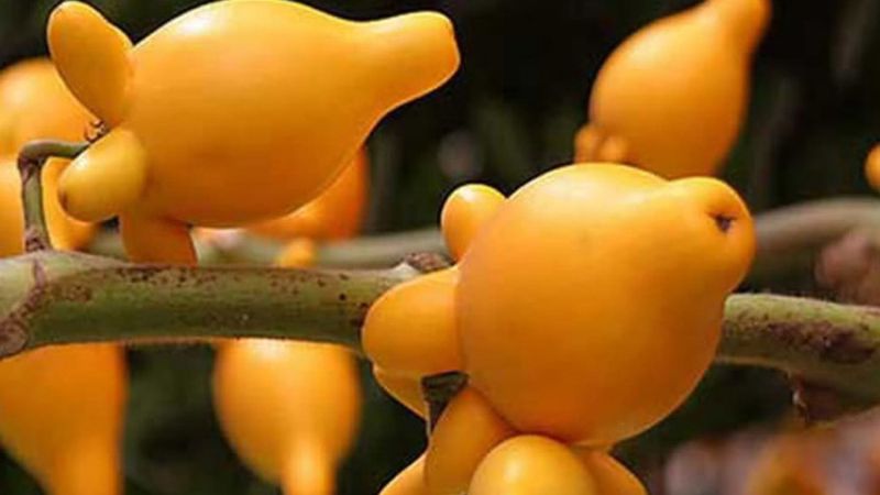 Quả dư thừa là quả gì? Có ăn được không?