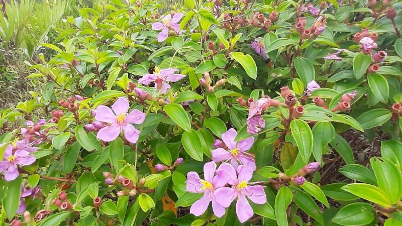Tìm hiểu cây mua tím và tác dụng