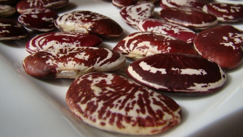 đậu ngự
