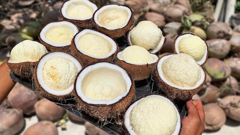 mộng dừa là gì? mộng dừa có tác dụng gì