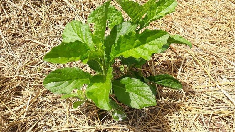 rau cải đất là gì? công dụng của rau cải đất