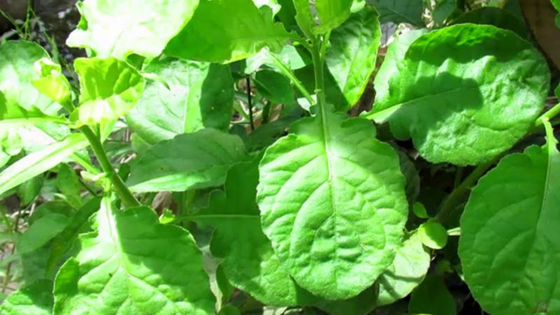 rau cải đất là gì? công dụng của rau cải đất