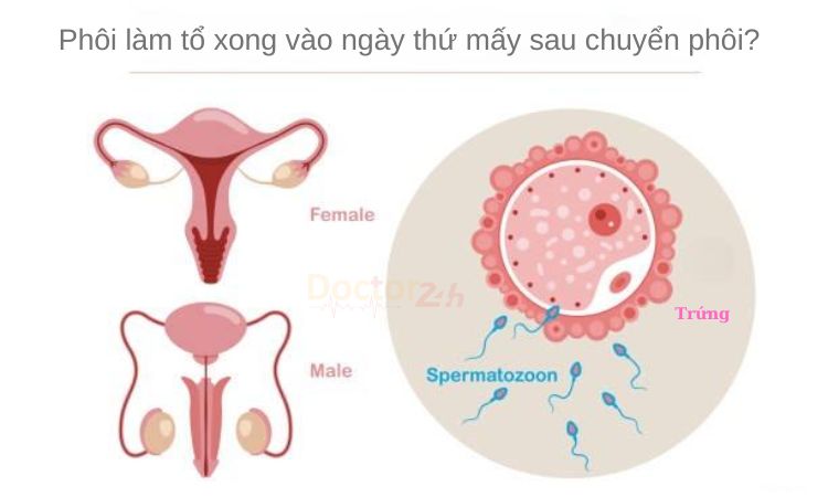 Thời gian phôi làm tổ sau chuyển phôi