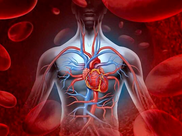 10-nghien-cuu-ve-tim-mach