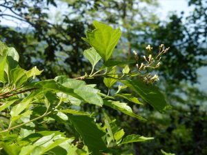 Premna-microphylla-Turcz