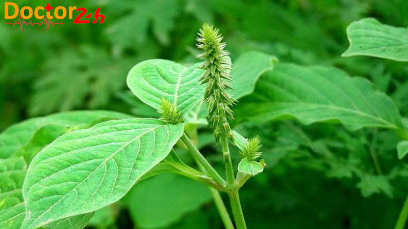 Cỏ xước là loại cây sống lâu năm