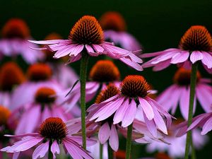 thao-duoc-echinacea