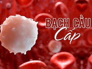 benh-bach-cau-cap