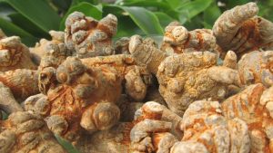 uống tam thất với mật ong