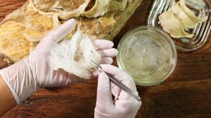 lông yến có độc không