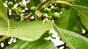 Cây bời lời là cây gì