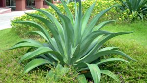 Cây dứa mỹ có tác dụng gì