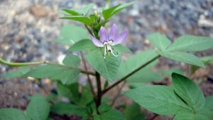 Cây mần ri có tác dụng gì