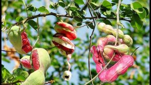 Cây me keo trị bệnh gì