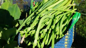 rau tai tượng có tác dụng gì