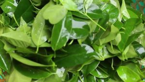 Lá lồm là lá gì