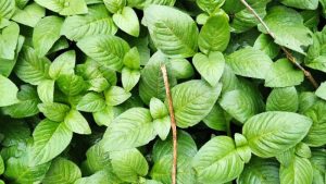 Rau xá xị có tác dụng gì