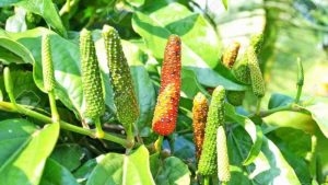 Tiêu lốt là gì? công dụng của tiêu lốt