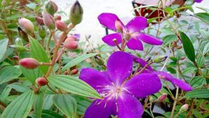 Tìm hiểu cây mua tím và tác dụng