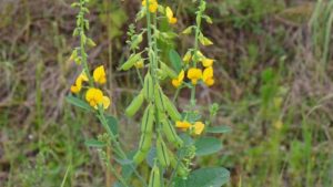 cây lục lạc hoa vàng