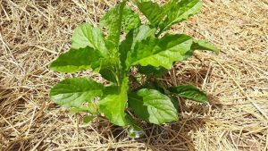 rau cải đất là gì? công dụng của rau cải đất