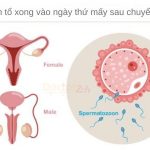 Thời gian phôi làm tổ sau chuyển phôi