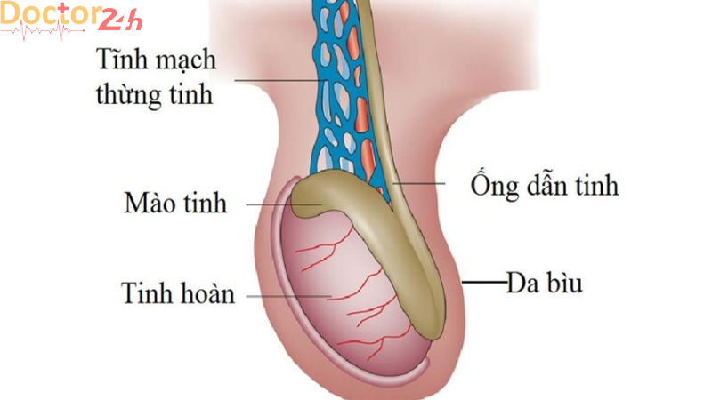 Đau tinh hoàn là bệnh gì? Tìm hiểu về thuốc trị đau tinh hoàn 2 dau-tinh-hoan-canh-bao-benh-gi